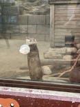 しろとり動物園に投稿された画像（2025/5/11）