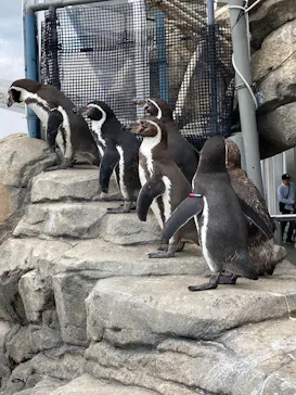 仙台うみの杜水族館に投稿された画像（2025/5/11）