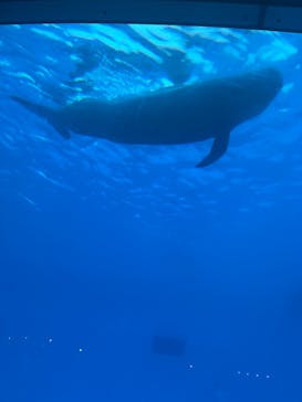 マリンワールド海の中道に投稿された画像（2025/5/11）