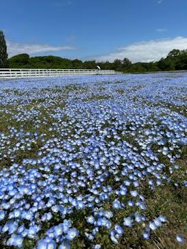 滋賀農業公園ブルーメの丘に投稿された画像（2025/5/11）