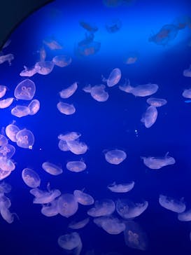 新江ノ島水族館に投稿された画像（2025/5/11）