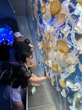 新江ノ島水族館に投稿された画像（2025/5/11）