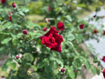 ぎふワールド・ローズガーデンに投稿された画像（2025/5/11）