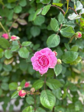 ぎふワールド・ローズガーデンに投稿された画像（2025/5/11）