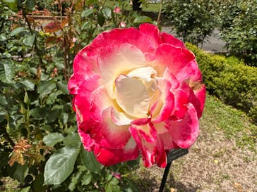 ぎふワールド・ローズガーデンに投稿された画像（2025/5/11）