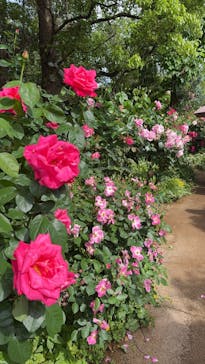 横浜イングリッシュガーデンに投稿された画像（2025/5/11）