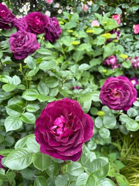 横浜イングリッシュガーデンに投稿された画像（2025/5/11）