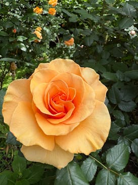 横浜イングリッシュガーデンに投稿された画像（2025/5/11）