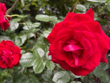 横浜イングリッシュガーデンに投稿された画像（2025/5/11）