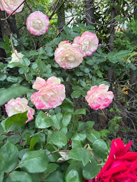 横浜イングリッシュガーデンに投稿された画像（2025/5/11）