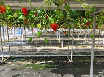 果実の里 原田農園に投稿された画像（2025/5/11）