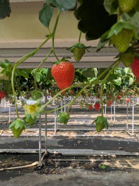 果実の里 原田農園に投稿された画像（2025/5/11）