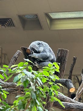 名古屋市東山動植物園に投稿された画像（2025/5/11）