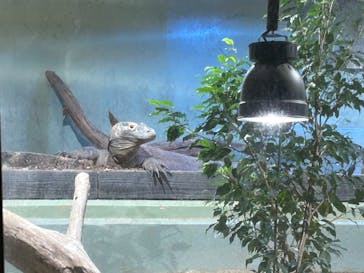 名古屋市東山動植物園に投稿された画像（2025/5/11）