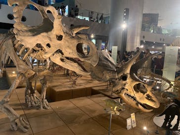 福井県立恐竜博物館に投稿された画像（2025/5/11）