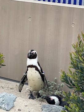 マリンワールド海の中道に投稿された画像（2025/5/11）