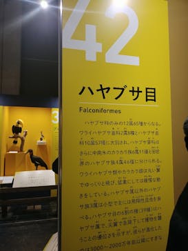 特別展「鳥～ゲノム解析が解き明かす新しい鳥類の系統～」に投稿された画像（2025/5/11）