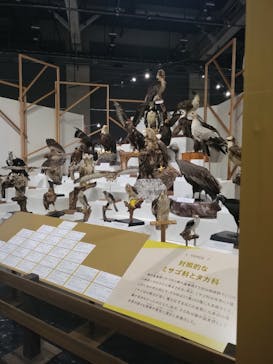 特別展「鳥～ゲノム解析が解き明かす新しい鳥類の系統～」に投稿された画像（2025/5/11）