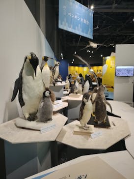 特別展「鳥～ゲノム解析が解き明かす新しい鳥類の系統～」に投稿された画像（2025/5/11）