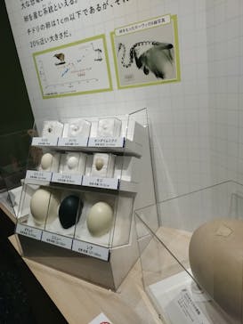特別展「鳥～ゲノム解析が解き明かす新しい鳥類の系統～」に投稿された画像（2025/5/11）
