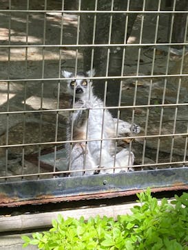 千葉市動物公園に投稿された画像（2025/5/11）
