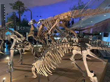 福井県立恐竜博物館に投稿された画像（2025/5/11）