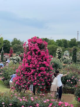 京成バラ園に投稿された画像（2025/5/11）