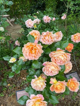 京成バラ園に投稿された画像（2025/5/11）