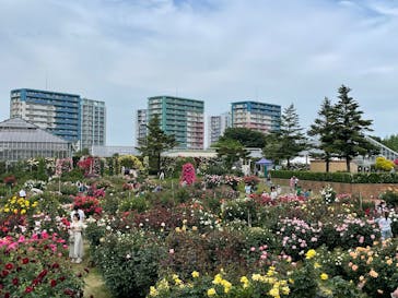 京成バラ園に投稿された画像（2025/5/11）
