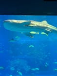沖縄美ら海水族館に投稿された画像（2025/5/11）