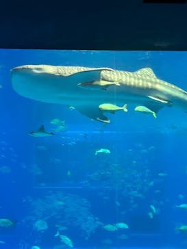 沖縄美ら海水族館に投稿された画像（2025/5/11）