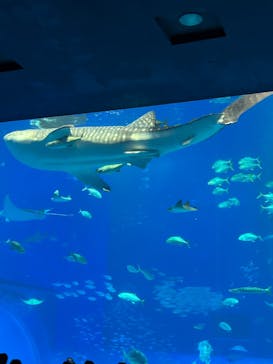 沖縄美ら海水族館に投稿された画像（2025/5/11）