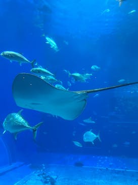 沖縄美ら海水族館に投稿された画像（2025/5/11）
