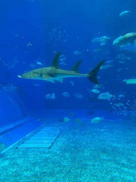 沖縄美ら海水族館に投稿された画像（2025/5/11）