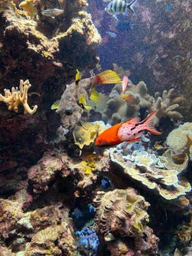 沖縄美ら海水族館に投稿された画像（2025/5/11）
