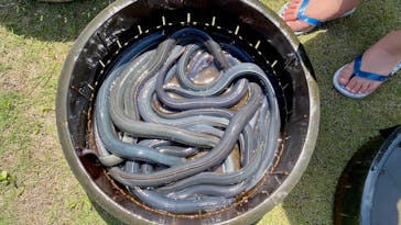 戸村川魚店　香取本店に投稿された画像（2025/5/11）