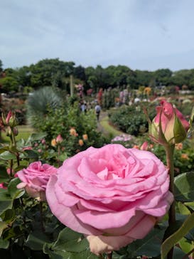 京成バラ園に投稿された画像（2025/5/11）
