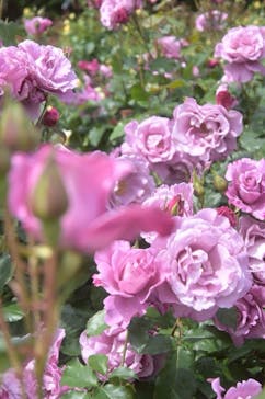 京成バラ園に投稿された画像（2025/5/11）