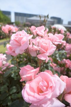 京成バラ園に投稿された画像（2025/5/11）