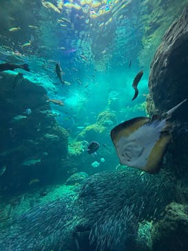 新江ノ島水族館に投稿された画像（2025/5/11）