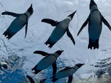 サンシャイン水族館に投稿された画像（2025/5/11）