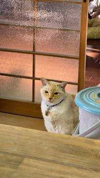 土楽猫工房に投稿された画像（2025/5/11）