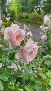 京成バラ園に投稿された画像（2025/5/11）