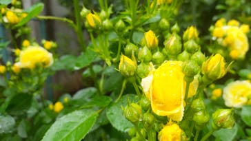 京成バラ園に投稿された画像（2025/5/11）