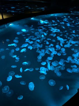 すみだ水族館に投稿された画像（2025/5/11）