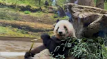 恩賜上野動物園に投稿された画像（2025/5/12）
