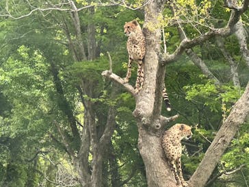 秋吉台自然動物公園 サファリランドに投稿された画像（2025/5/11）