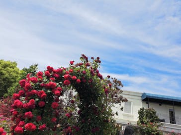 横浜イングリッシュガーデンに投稿された画像（2025/5/11）