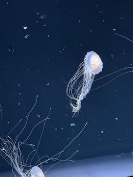 サンシャイン水族館に投稿された画像（2025/5/11）