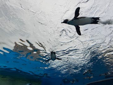 サンシャイン水族館に投稿された画像（2025/5/11）